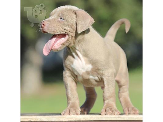 PoulaTo: Pitbull